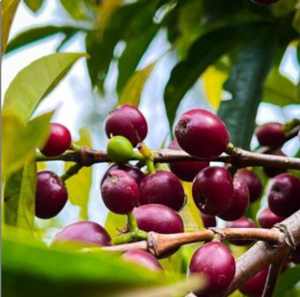 Guji Guribea (Natural) - Ethiopia