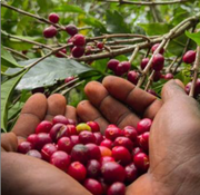 Guji Guribea (Natural) - Ethiopia