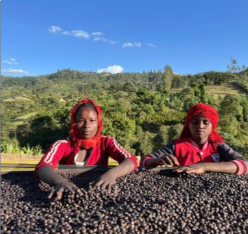 Guji Guribea (Natural) - Ethiopia