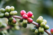 Aceh Gayo (Wet-Hulled) - Sumatra