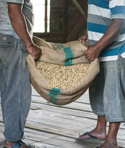 Aceh Gayo (Wet-Hulled) - Sumatra
