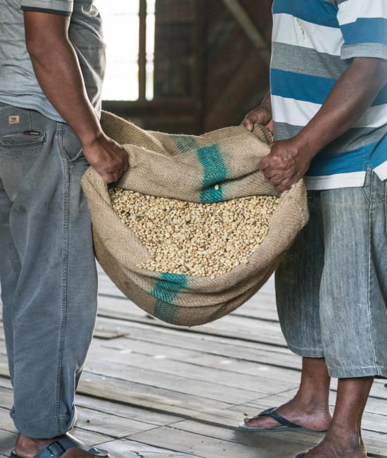 Aceh Gayo (Wet-Hulled) - Sumatra