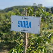 Magnum Sidra (Natural Mosto Anaerobic) - Colombia