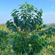 Magnum Sidra (Natural Mosto Anaerobic) - Colombia
