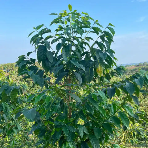 Magnum Sidra (Natural Mosto Anaerobic) - Colombia