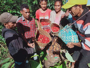 Lauana (Natural) - Timor Leste