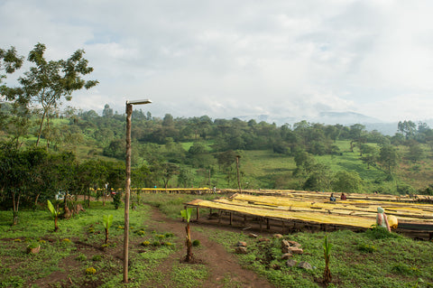 Shakiso (Washed) - Ethiopia