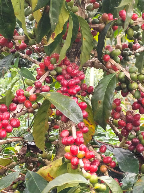 Jaya Tani Farm - Indonesia (Anaeorbic Natural)