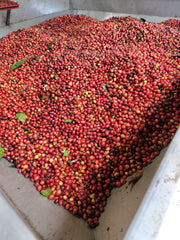 Wilton Benitez (Red Bourbon) - Colombia