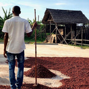 Man holding a wooden broom amongst a floor full of cacao beans.