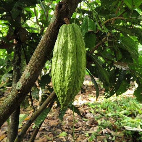 Large green cacao pod hanging from a tree in the middle of a jungle.