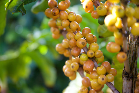 Yellow and orange coffee cherries attached to a coffee tree brand in Brazil.