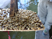 San Jerónimo Miramar (Honey) - Guatemala