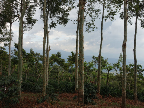 San Jerónimo Miramar (Honey) - Guatemala