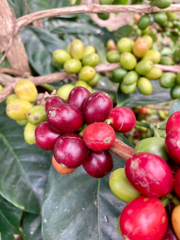 Oscar Restrepo (Pink Bourbon) - Colombia