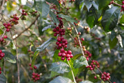 Red Ethiopian coffee cherries bunched together on the branch of a plant.