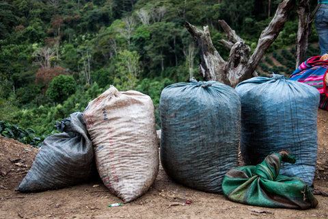 Multiple grainpro bags filled with Bolivian coffee from the farm of Carmelita. 
