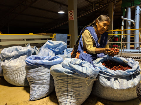 Owner of the farm Carmela Aduviri, holding red coffee cherries in Bolivia.