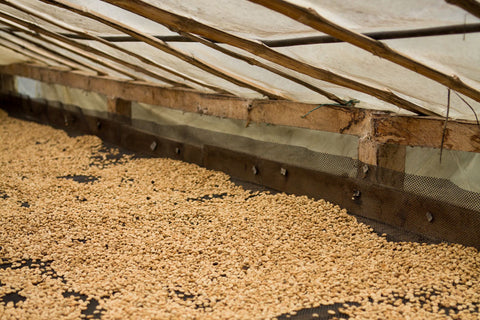 The coffee was carefully dried on raised beds over 20-30 days.