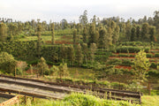 Wahundura - Kenya